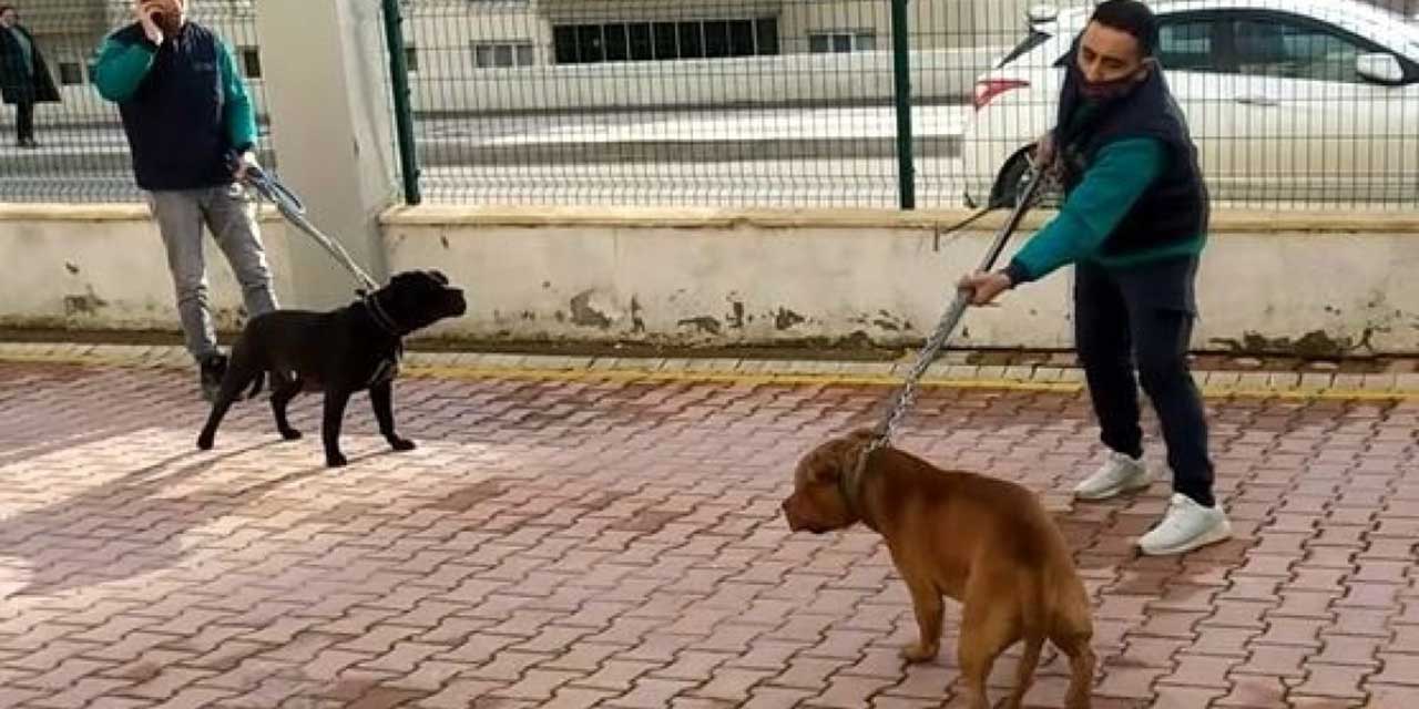 Son Dakika Pitbull Saldırısına Uğrayan Minik Asiye'nin Sağlık Durumuyla İlgili Yeni Gelişme